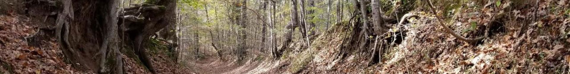 Lumberton, TX Cropped